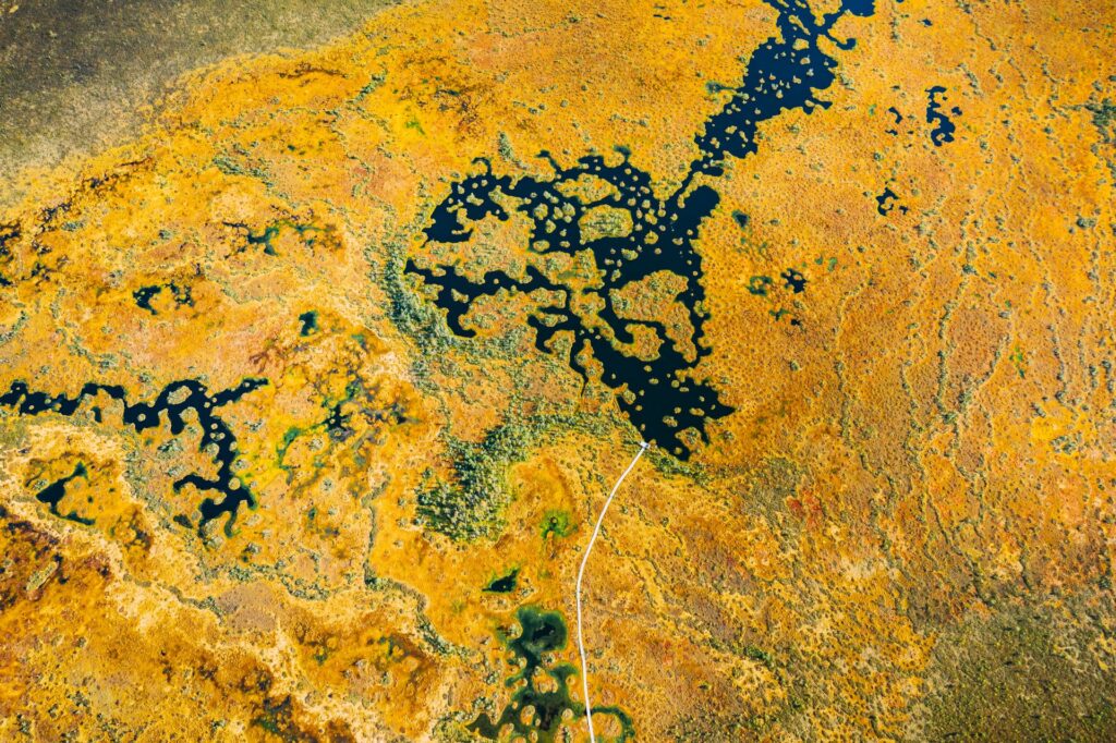 This aerial view showcases a vibrant swamp landscape featuring a network of dark waterways winding through the yellow terrain.