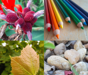 Collection of four macro photographs featuring close-up views of natural and everyday subjects, including a textured flower cluster, colored pencils, a leaf, and heart-shaped stones. The images emphasize detail, color, texture, and shallow depth of field.